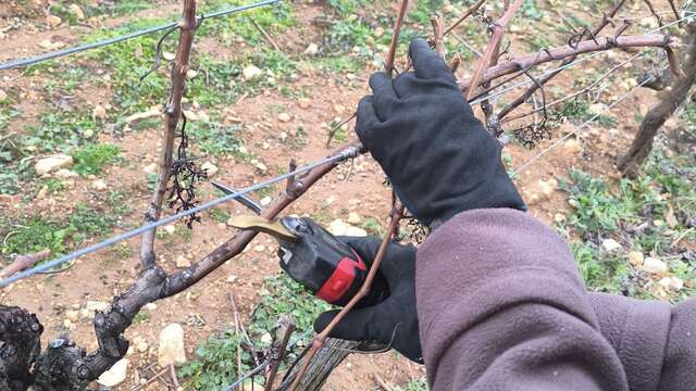 Apprendre à tailler la vigne avec le vigneron du domaine Belambrée