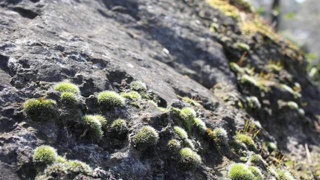 Les charbonnières de la Sainte-Baume - Journée