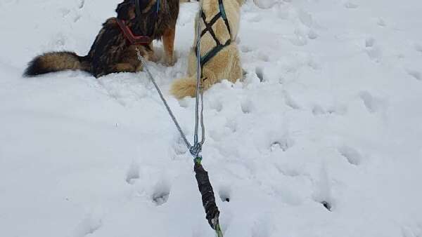 Demi-journée Petit Musher