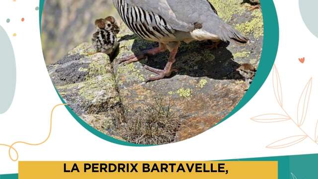 Conferenza - "La pernice di Bartavelle, un uccello come nessun altro".