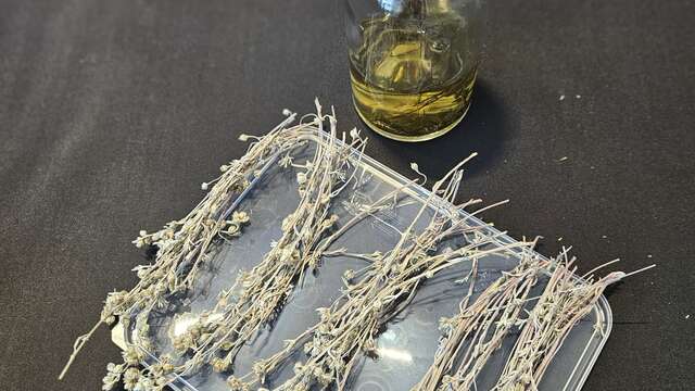 Atelier fabrication de Génépi