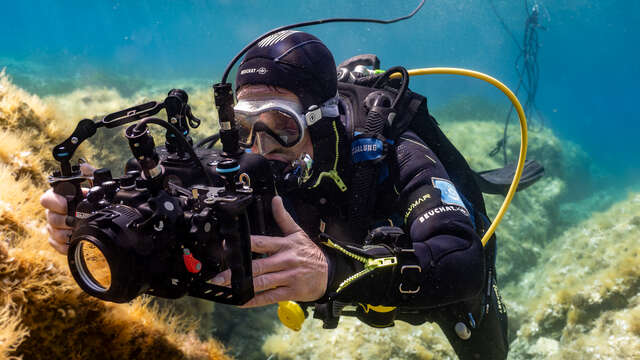 Live sous-marin commenté à Porquerolles