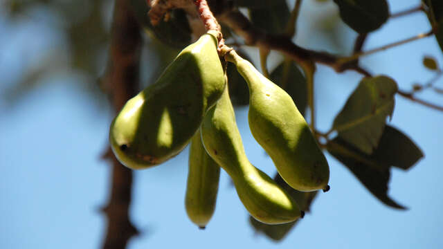 Remarkable trees : Ceratonia Siliqua - Caroubier