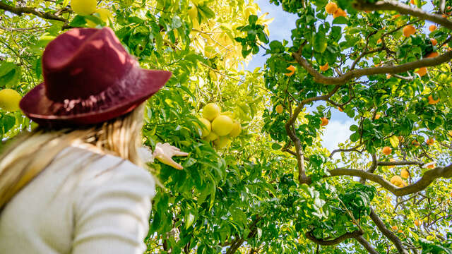 Producer of Menton Lemon PGI - Patrick Huyard