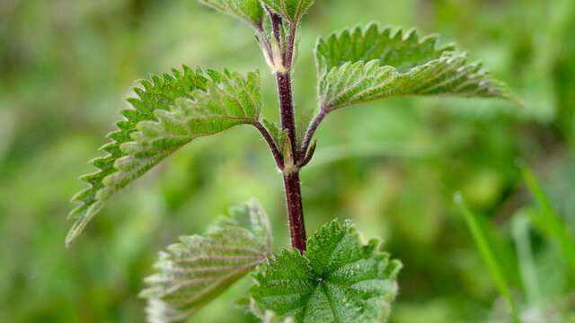 Un pas, une plante, tissage de mots l Renc'Arts du Parc