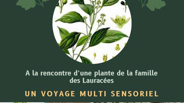 Méditation olfactive et sonore