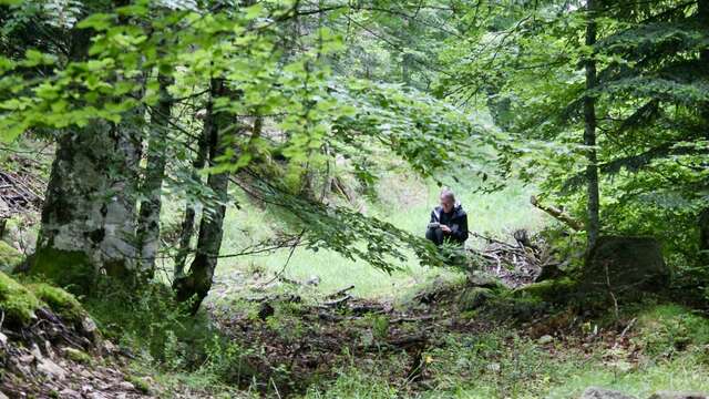 Écrire en forêt