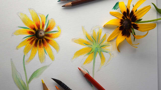 Initiation à la planche botanique