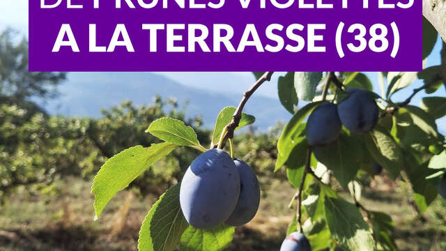 Autocueillette de prunes et mirabelles