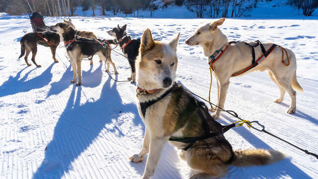 Traineau dingo