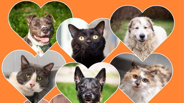 APAGI : La Saint Valentin au refuge !