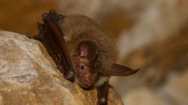 Les jeudis de la Réserve : La nuit de la chauve-souris à Montségur
