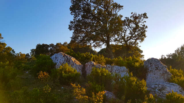 Randonnée GR 51, Sentier de grande randonnée des Balcons de la Méditerranée