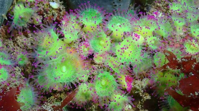 Plongée sous-marine par le Nautilus d'octobre à mai (entraînement et formation)