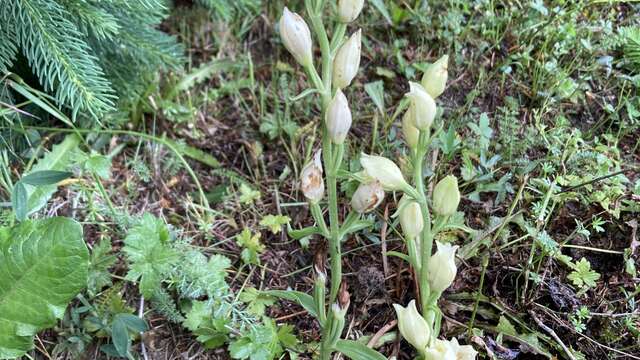 Rendez-vous au jardin : Visite du Sentier botanique des Orchidées