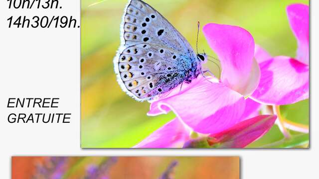 "La magie des insectes du Verdon" - exposition