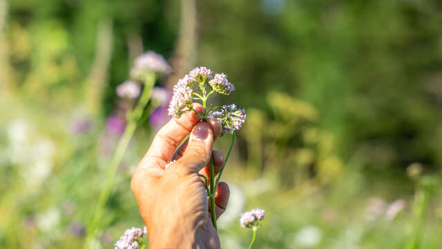 Cycle : les plantes de l'autonomie