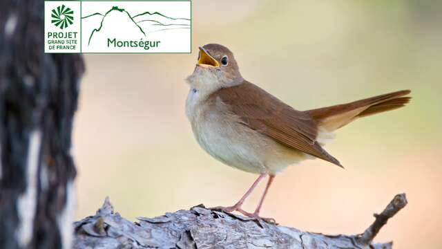 Les oiseaux : rester ou partir quand vient l'hiver ?