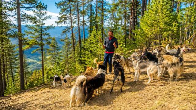 Cani-randonnée : Aventure Famille