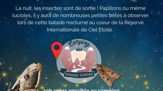 Le monde mystérieux des insectes nocturnes