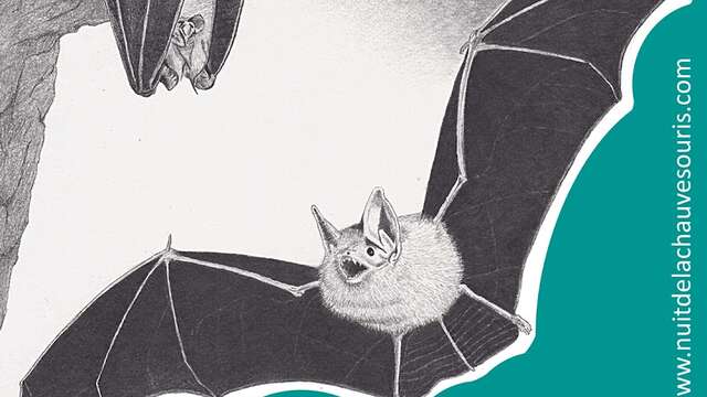 Soirée d'observation des chauves-souris