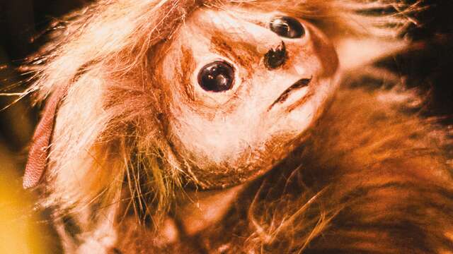 Sur les pas d'Oodaaq • Cie Les Décintrés