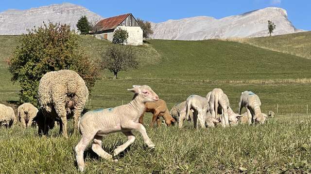 GR®69 - La Routo® Auf den Wegen der Transhumanz