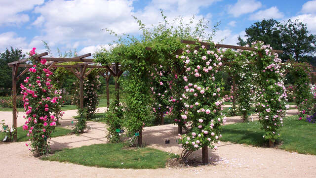 The rose garden