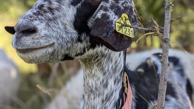 GAEC Dei Reïcampadis