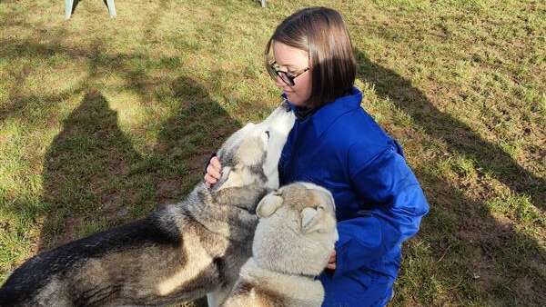Formule Immersion dans la vie d'un musher (cani-balade)
