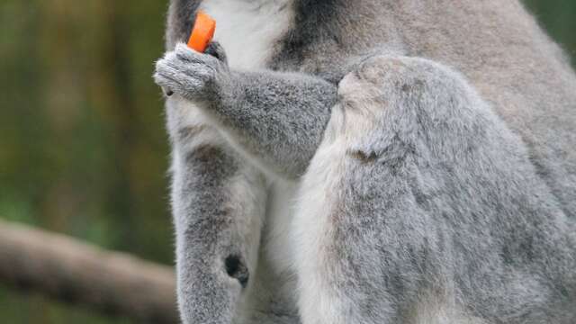 Visite guidée du Jardin Zoologique Tropical