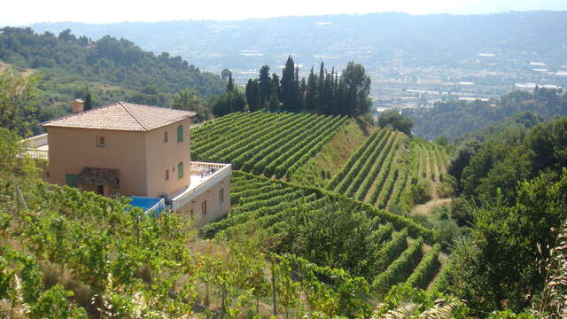 Domaine du Fogolar Collet de Bovis