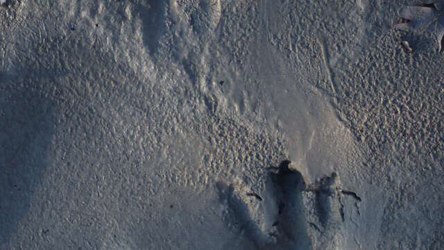 Sortie sur les traces du castor