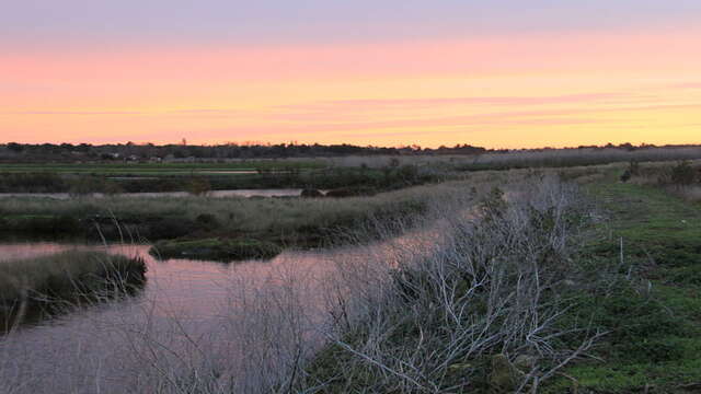 Marsh plants by La Ferme des Baleines