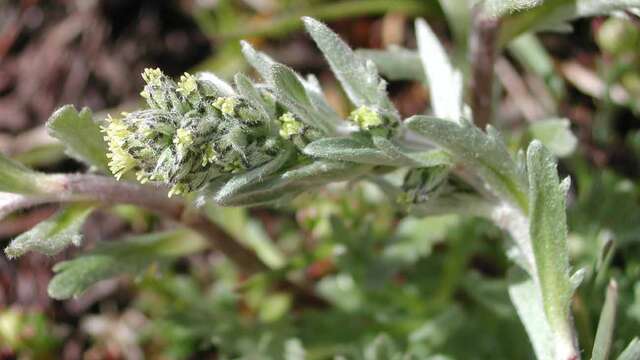 Strategy of our mountain plants" slide show