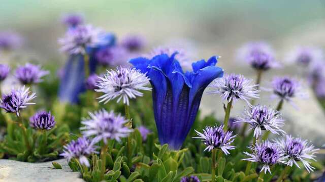 Conférence : Plantes et milieux remarquables du Lautaret
