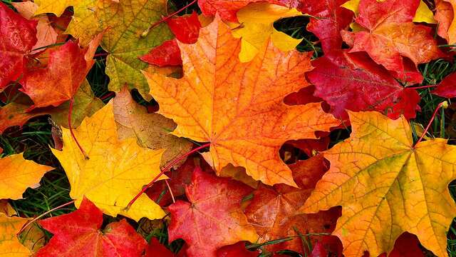 Atelier Petite feuille d'automne