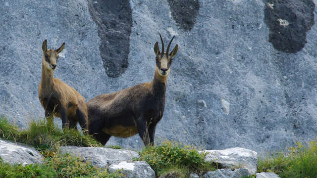 Rando, Balade Chamois