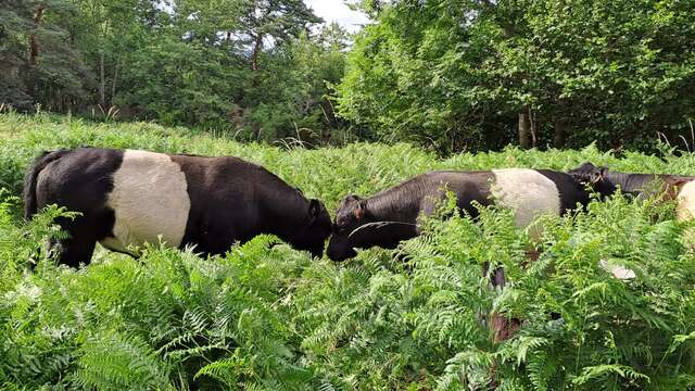 Vente de viande de bœuf de race Galloway