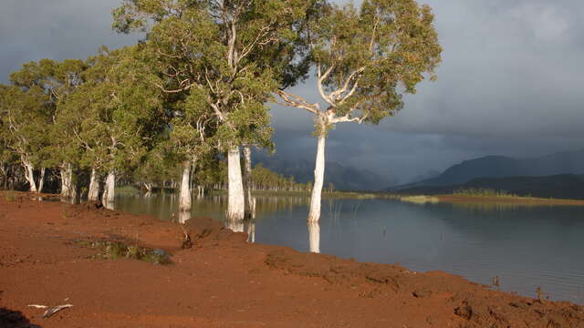 GR® NC1 Stage n°5 : from the Muletiers refuge to the Tristaniopsis refuge