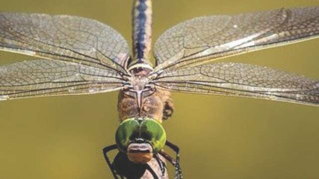 Atelier Altec (3-5 ans) - Découvre les insectes