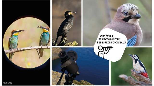 Balade ornitho - Splendide guêpier, oiseau arc-en-ciel - Autres Versants