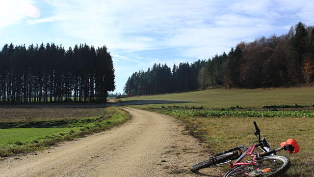 Mountain bikink trails
