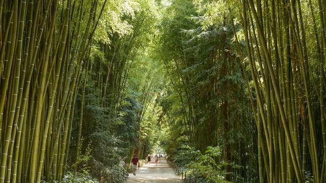 The Bamboo Grove in the Cévennes