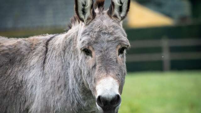Fête de l’Âne Gris – 27ᵉ édition à Digne-les-Bains