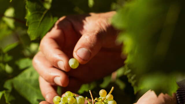 Vente de vin au Domaine Les Alpins