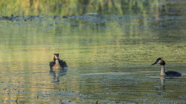 Vol en Dombes  : Observons les oiseaux de l'étang Prêle