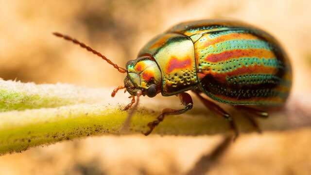 Création d’insectes en pâte Fimo - atelier