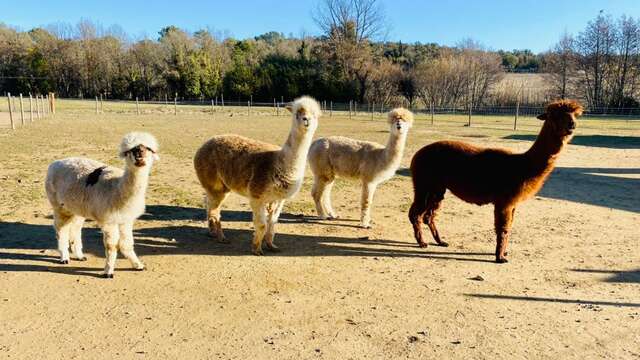 Besuche auf dem Bauernhof mit Animationen: Idefix' kleiner Bauernhof