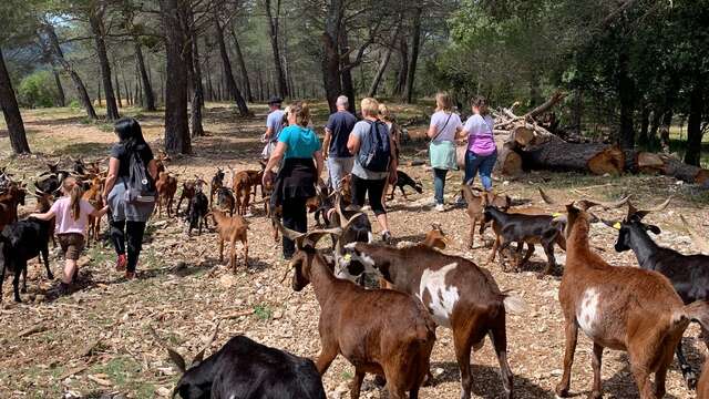 Au rythme des chèvres - 1/2 journée